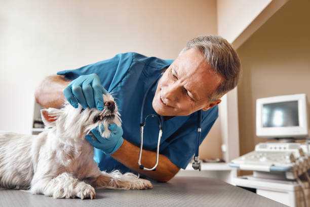 Best Emergency Dentist for Lost Fillings or Crowns in Halfway House, PA